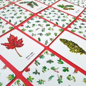 Encuentra la hoja -juego de memoria