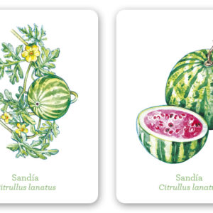 Una planta, un fruto