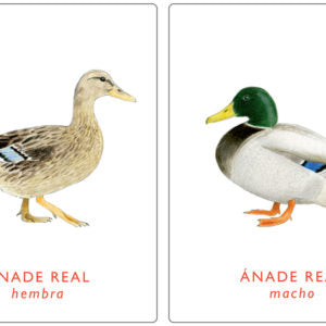 Un par de aves